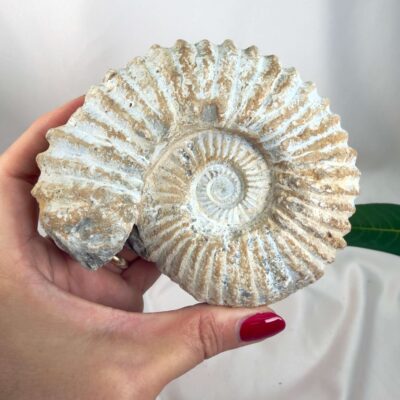 Ammonit Fossil Nr. 51 set forfra med fossile ribber og naturlig spiralstruktur