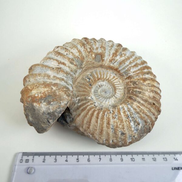 Unikt råt Ammonit fossil med uregelmæssig kant og bevaret skalform