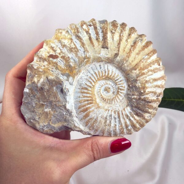 Ammonit Fossil Nr. 52 set forfra med tydelig spiral og naturligt ribbet overflade