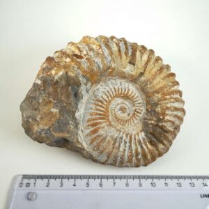 Naturhistorisk Ammonit fossil med rå struktur og individuel fossil form