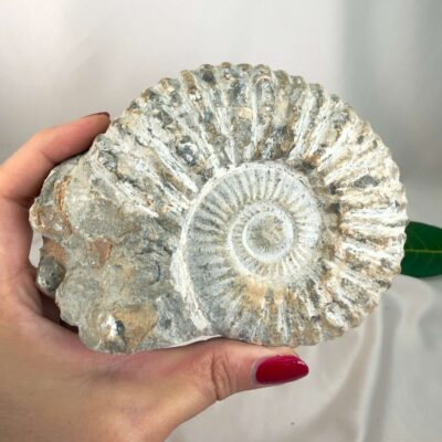 Ammonit Fossil Nr. 53 set forfra med karakteristiske ribber og bevaret spiral