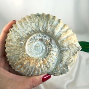 Ammonit Fossil Nr. 54 set forfra med naturlig spiralform og rå fossil struktur