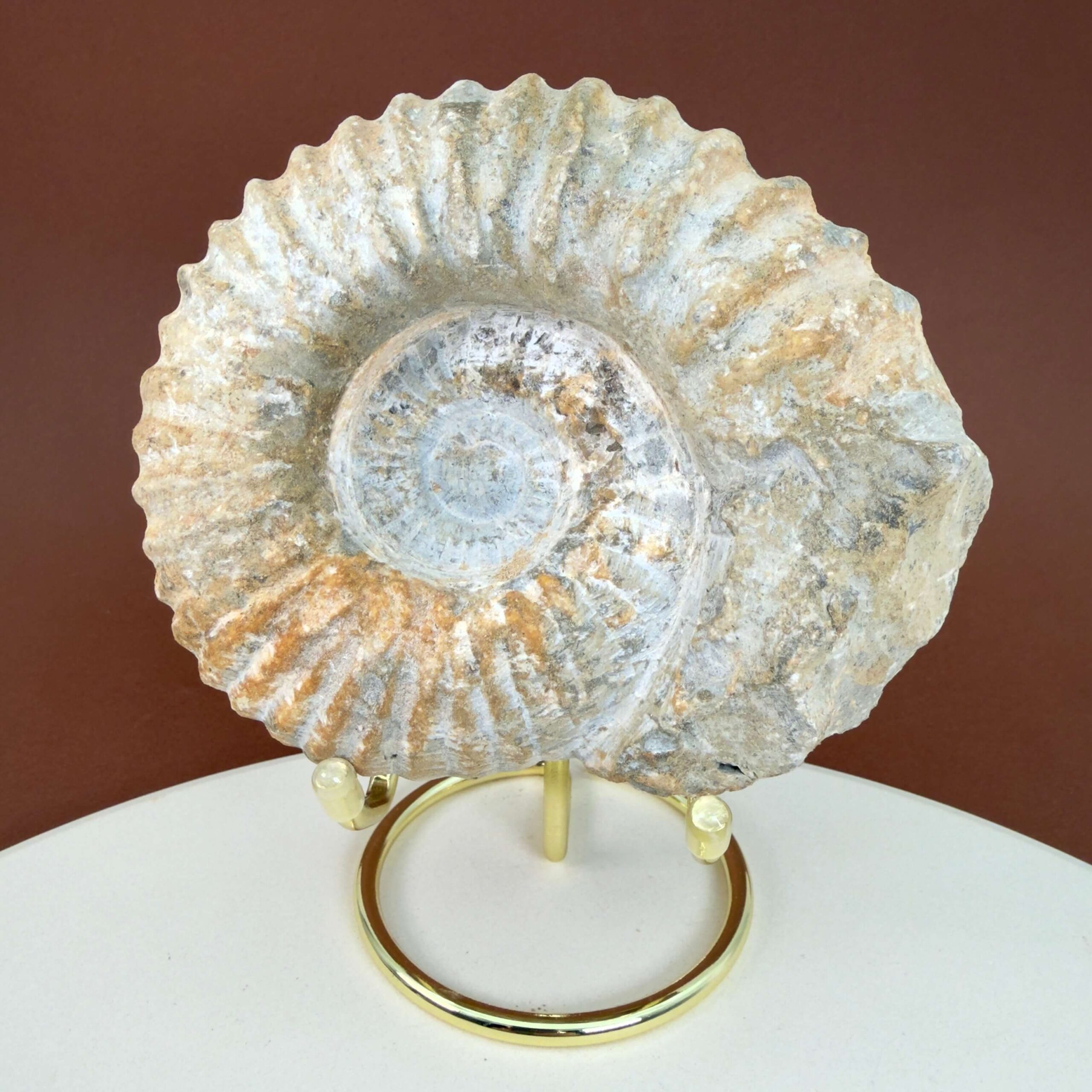 Råt Ammonit fossil med tydeligt bevarede ribber og individuel form