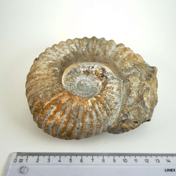 Råt Ammonit fossil med tydeligt bevarede ribber og individuel form