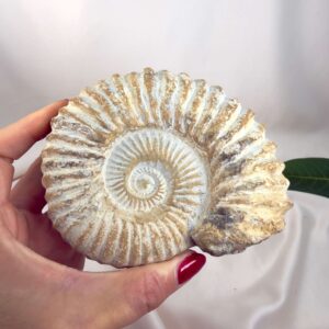 Ammonit Fossil Nr. 55 set forfra med bevaret fossil spiral og tydelige ribber