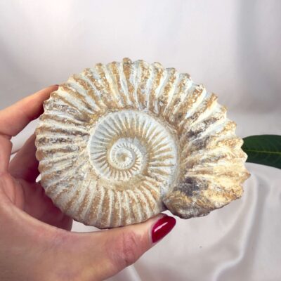 Ammonit Fossil Nr. 55 set forfra med bevaret fossil spiral og tydelige ribber