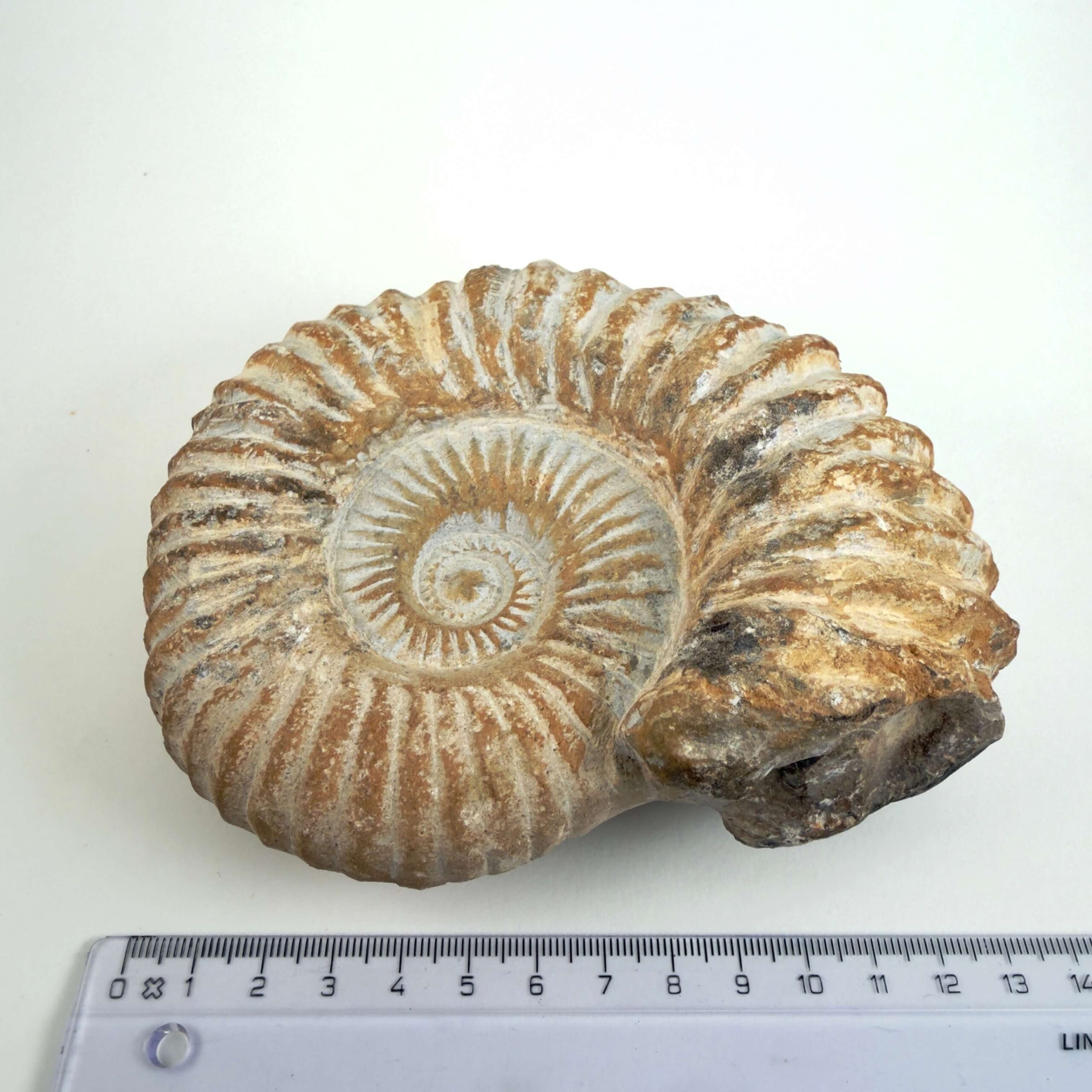 Unikt naturhistorisk Ammonit fossil med rå overflade og naturlig struktur