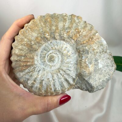 Ammonit Fossil Nr. 56 set forfra med naturlige ribber og rå spiralstruktur