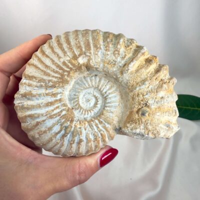 Ammonit Fossil Nr. 57 set forfra med tydelig spiralform og naturlige fossilribber
