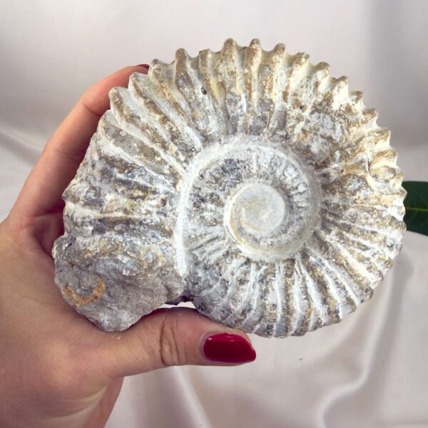 Ammonit Fossil Nr. 58 set forfra med rå overflade og bevaret fossil spiral