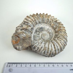 Naturligt Ammonit fossil med karakteristiske ribber og individuel struktur