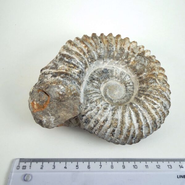 Naturligt Ammonit fossil med karakteristiske ribber og individuel struktur