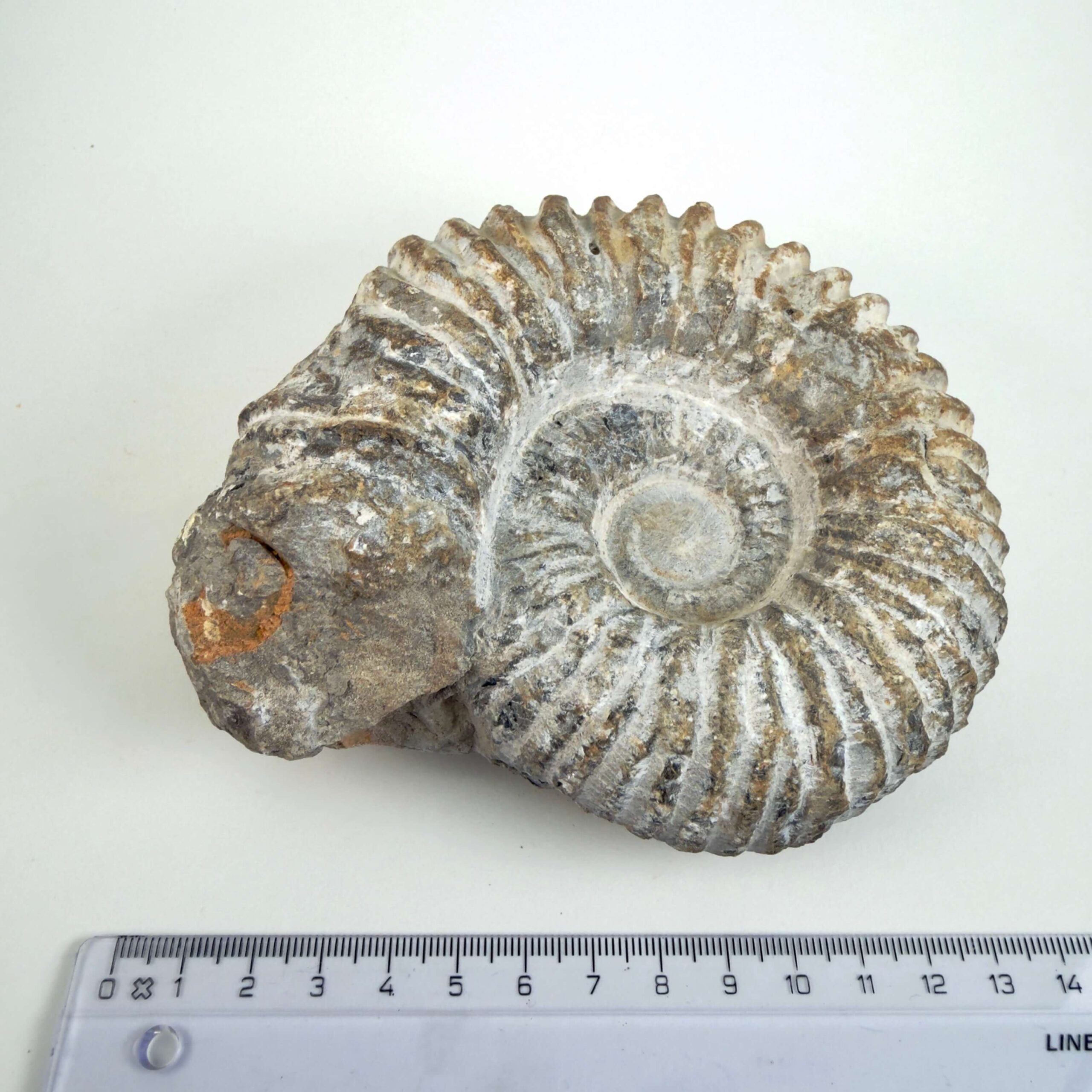 Naturligt Ammonit fossil med karakteristiske ribber og individuel struktur