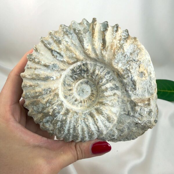 Ammonit Fossil Nr. 59 set forfra med naturlig spiral og tydelig ribbet skalstruktur