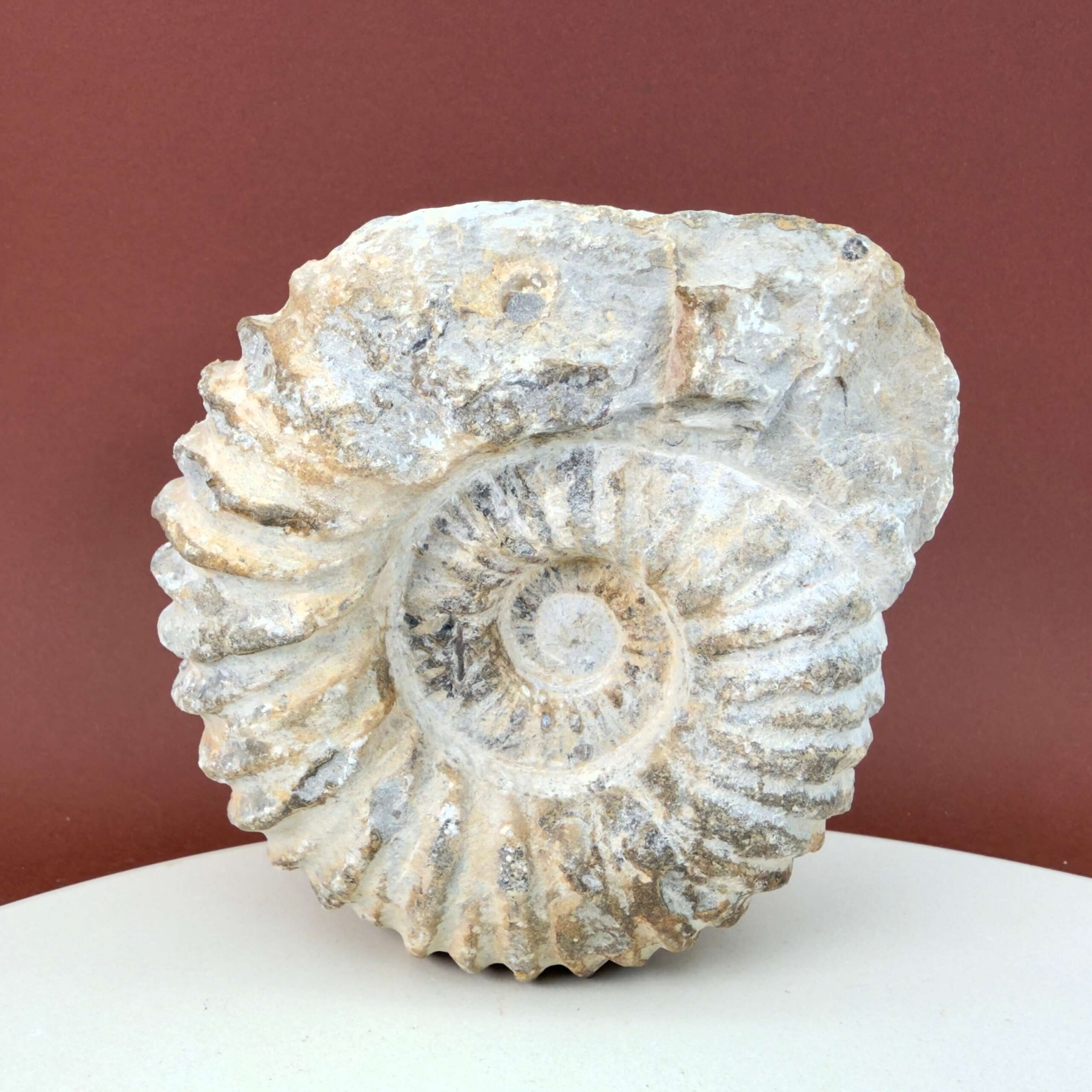 Unikt naturhistorisk Ammonit fossil med rå og uregelmæssig form