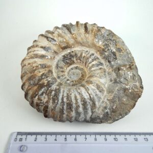 Unikt naturhistorisk Ammonit fossil med rå og uregelmæssig form