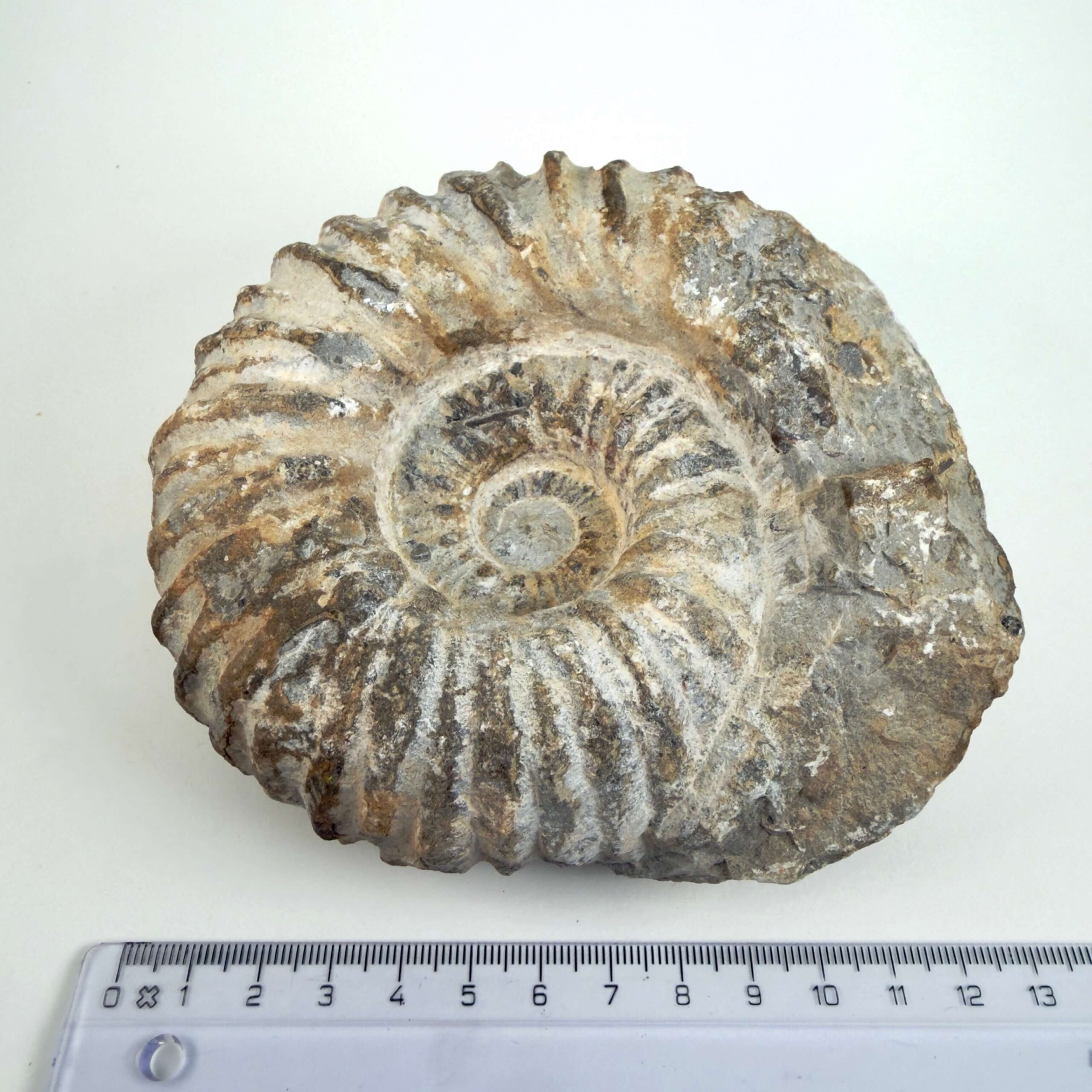 Unikt naturhistorisk Ammonit fossil med rå og uregelmæssig form