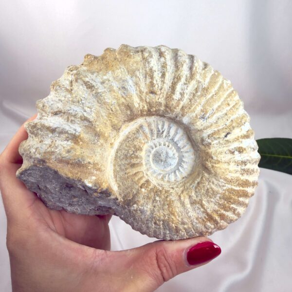 Ammonit Fossil Nr. 60 set forfra med karakteristisk fossil spiral og rå struktur