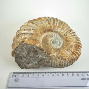 Råt Ammonit fossil med naturligt bevarede ribber og individuel kant