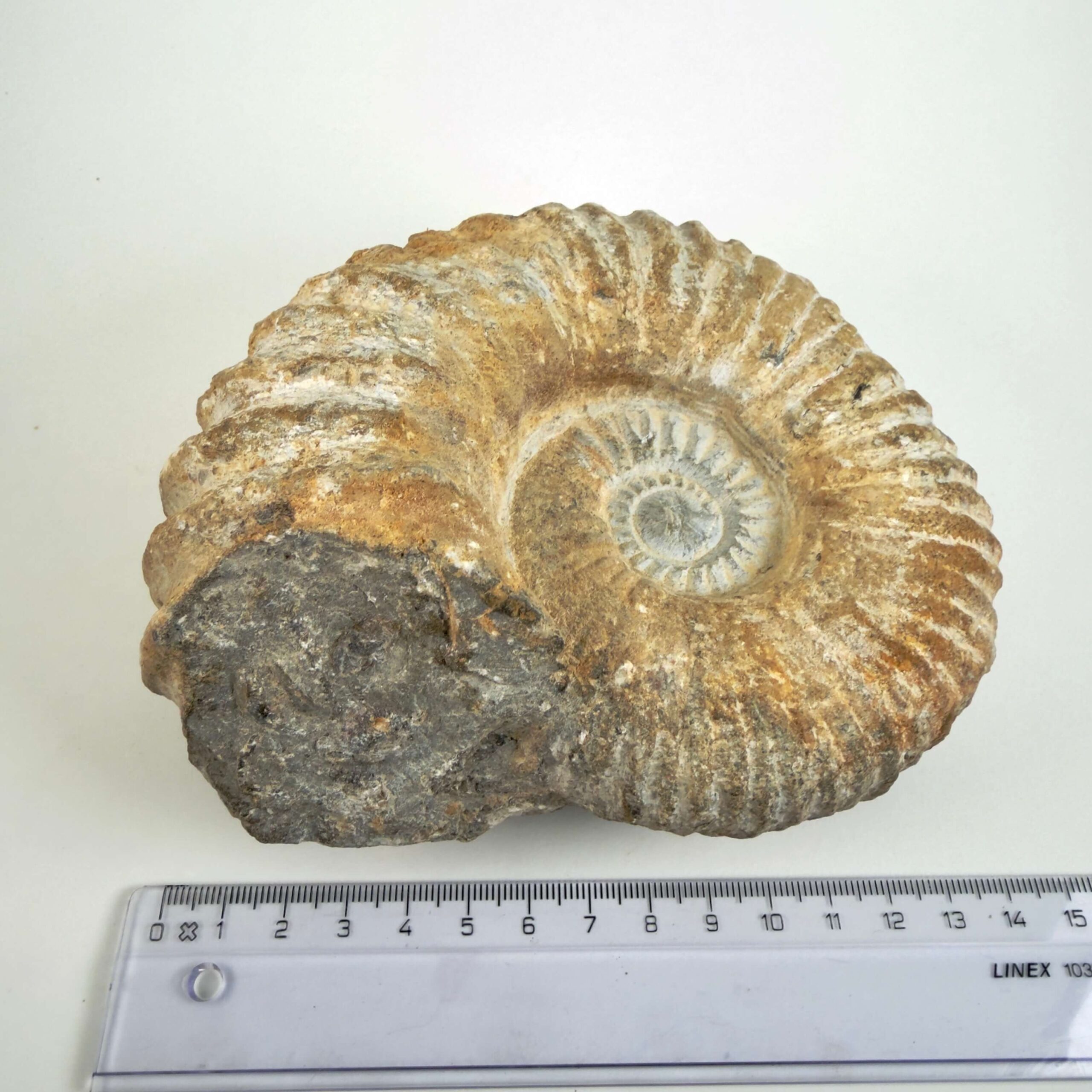 Råt Ammonit fossil med naturligt bevarede ribber og individuel kant