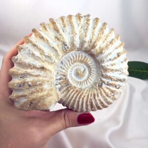 Ammonit Fossil Nr. 61 set forfra med tydelige ribber og naturligt bevaret spiral