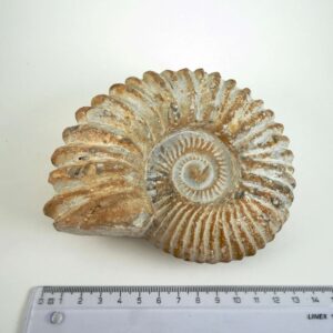 Unikt råt Ammonit fossil med fossil skalstruktur og uregelmæssig form