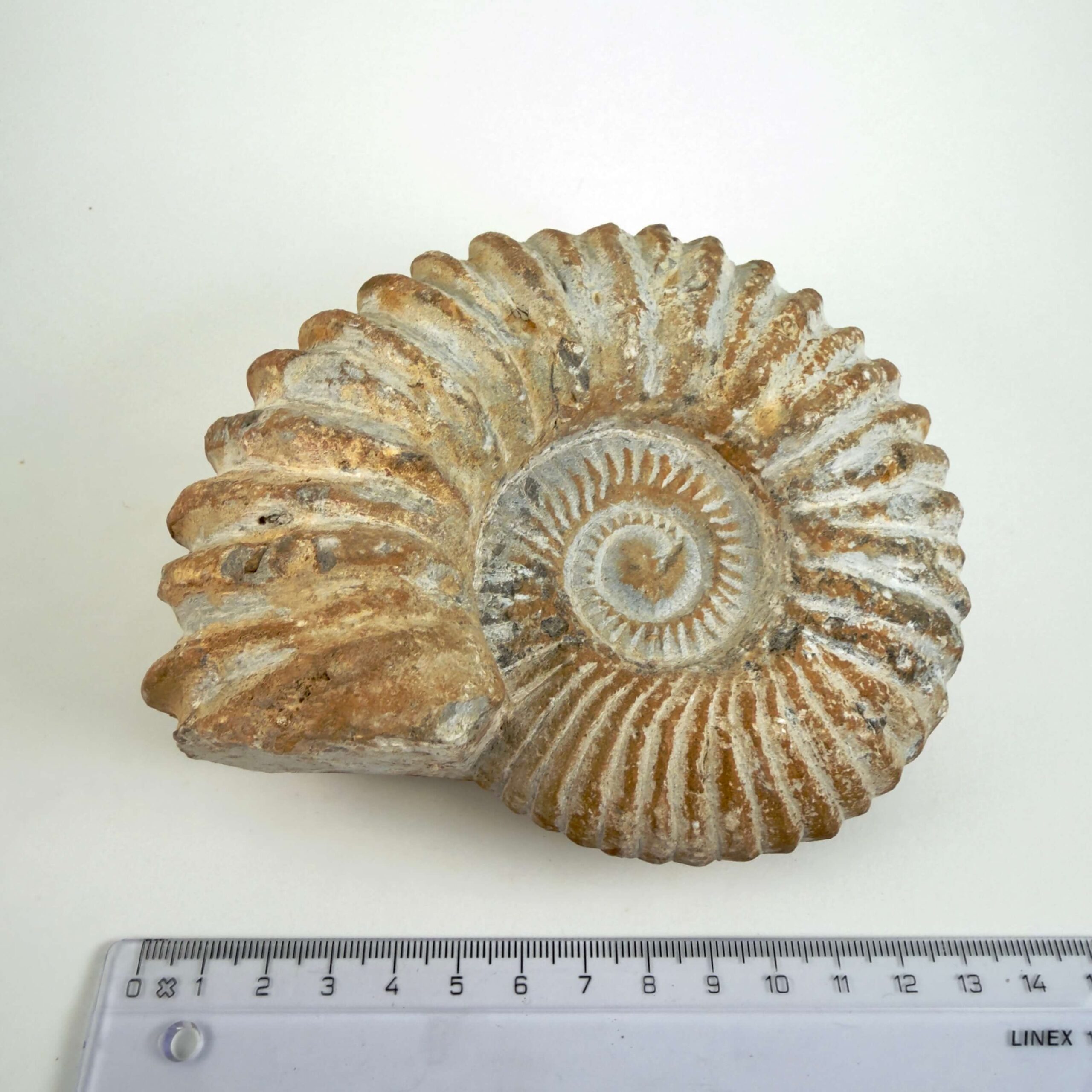 Unikt råt Ammonit fossil med fossil skalstruktur og uregelmæssig form