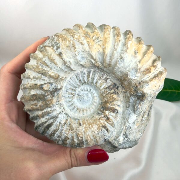 Ammonit Fossil Nr. 62 set forfra med rå fossil overflade og naturlig spiral