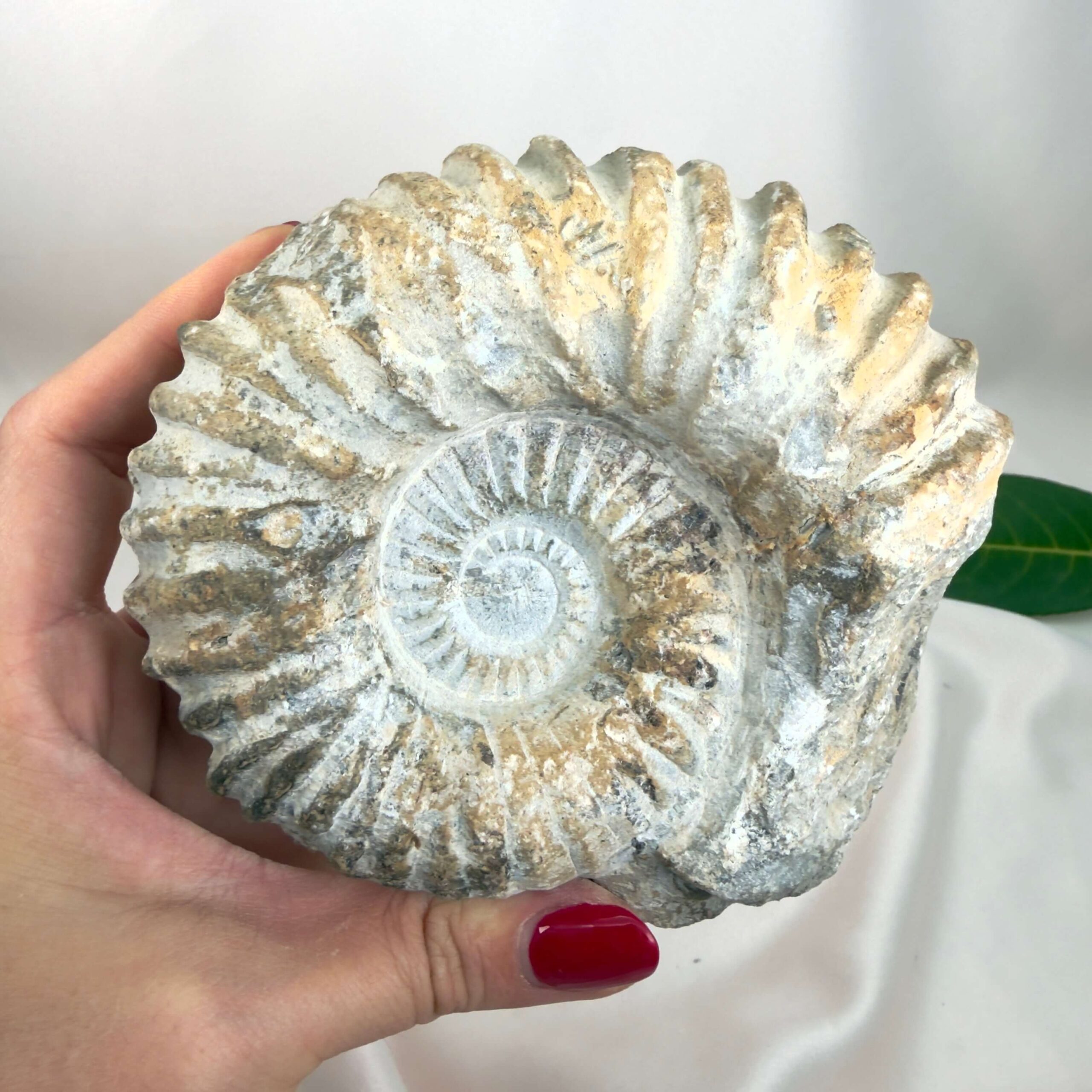 Ammonit Fossil Nr. 62 set forfra med rå fossil overflade og naturlig spiral