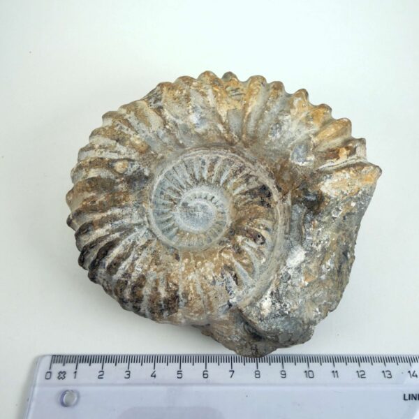 Naturhistorisk Ammonit fossil med karakteristiske ribber og individuel struktur