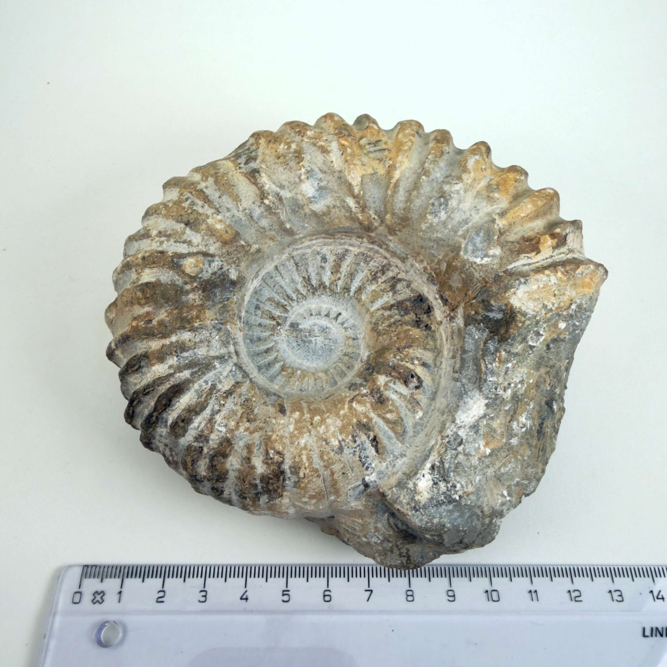 Naturhistorisk Ammonit fossil med karakteristiske ribber og individuel struktur