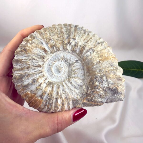 Ammonit Fossil Nr. 63 set forfra med bevaret spiralform og tydelig ribbet struktur