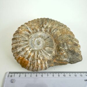 Unikt råt Ammonit fossil med naturlig overflade og karakteristisk skalform