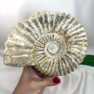 Ammonit Fossil Nr. 64 set forfra med naturlige fossilribber og rå spiralstruktur