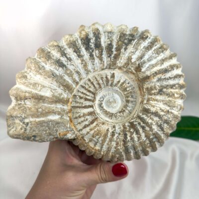 Ammonit Fossil Nr. 64 set forfra med naturlige fossilribber og rå spiralstruktur
