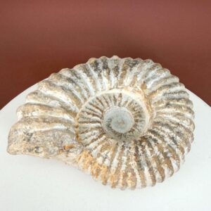 Råt Ammonit fossil med individuelt bevaret overflade og uregelmæssig kant