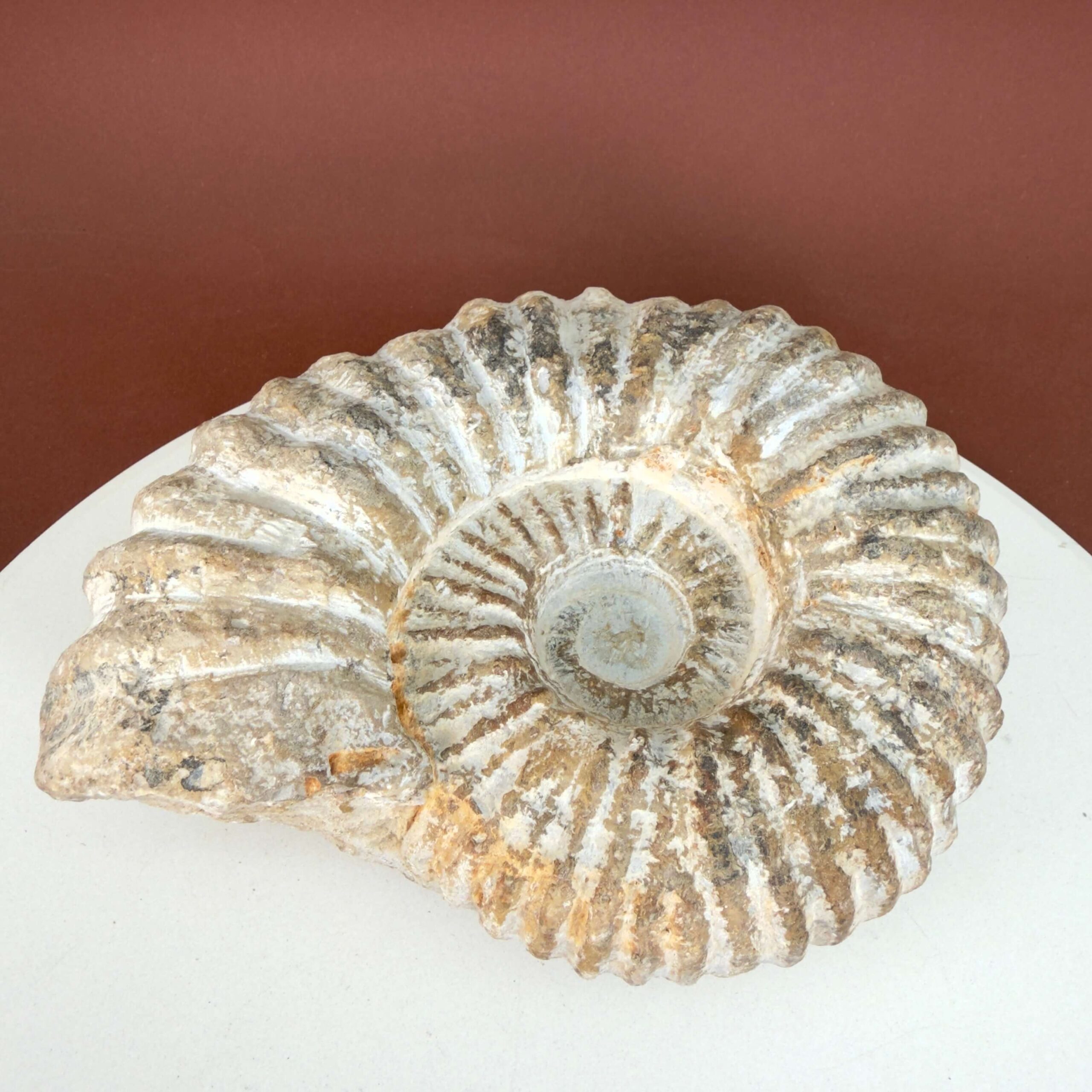 Råt Ammonit fossil med individuelt bevaret overflade og uregelmæssig kant