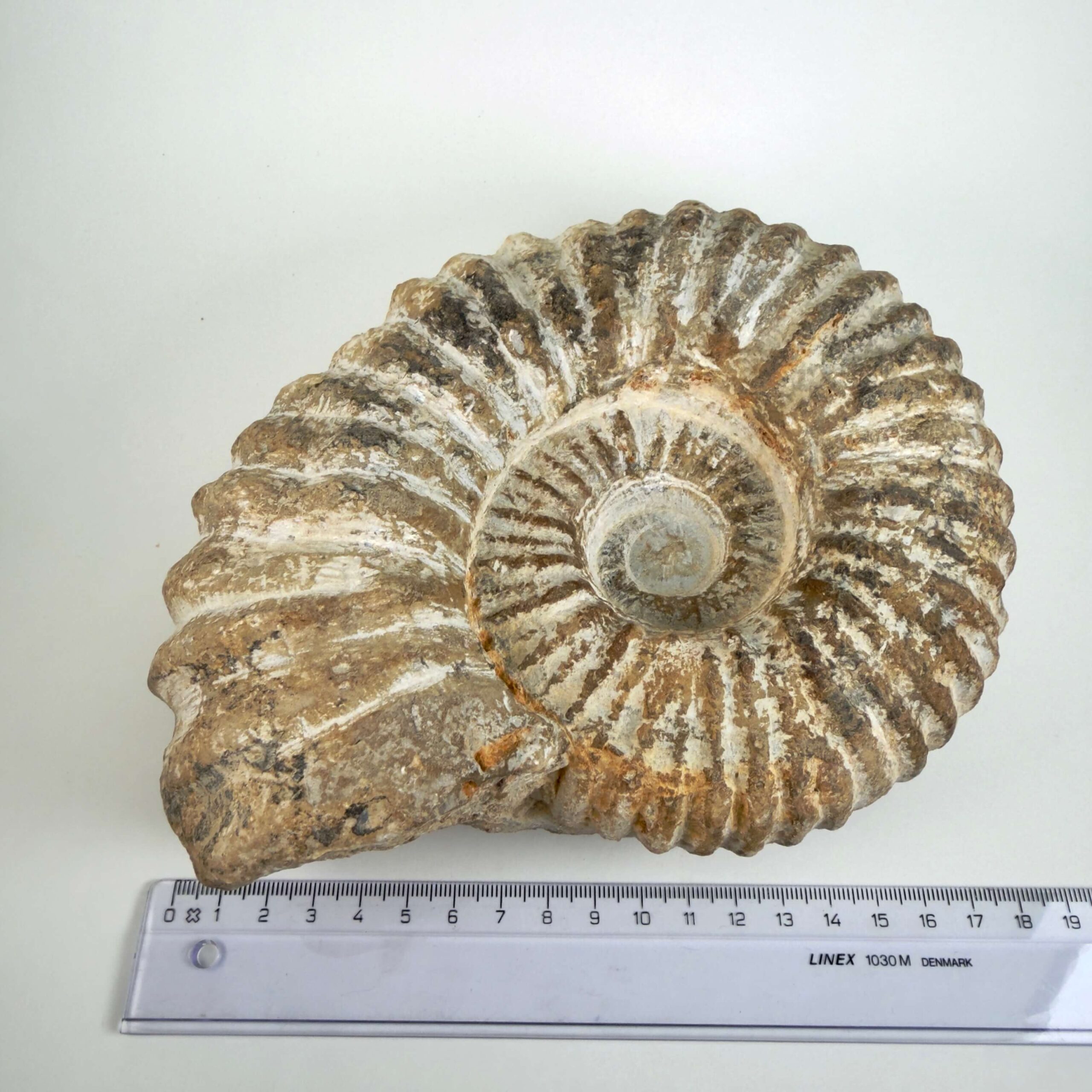 Råt Ammonit fossil med individuelt bevaret overflade og uregelmæssig kant