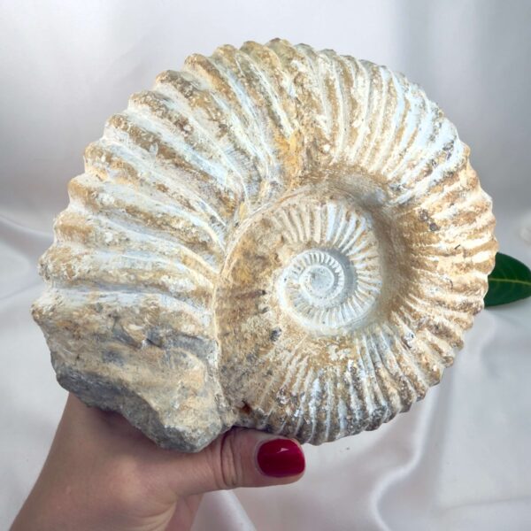 Ammonit Fossil Nr. 65 set forfra med tydelig spiral og naturligt bevarede ribber