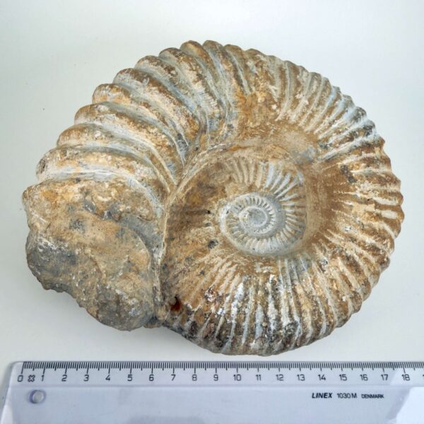 Unikt naturhistorisk Ammonit fossil med rå struktur og individuel form
