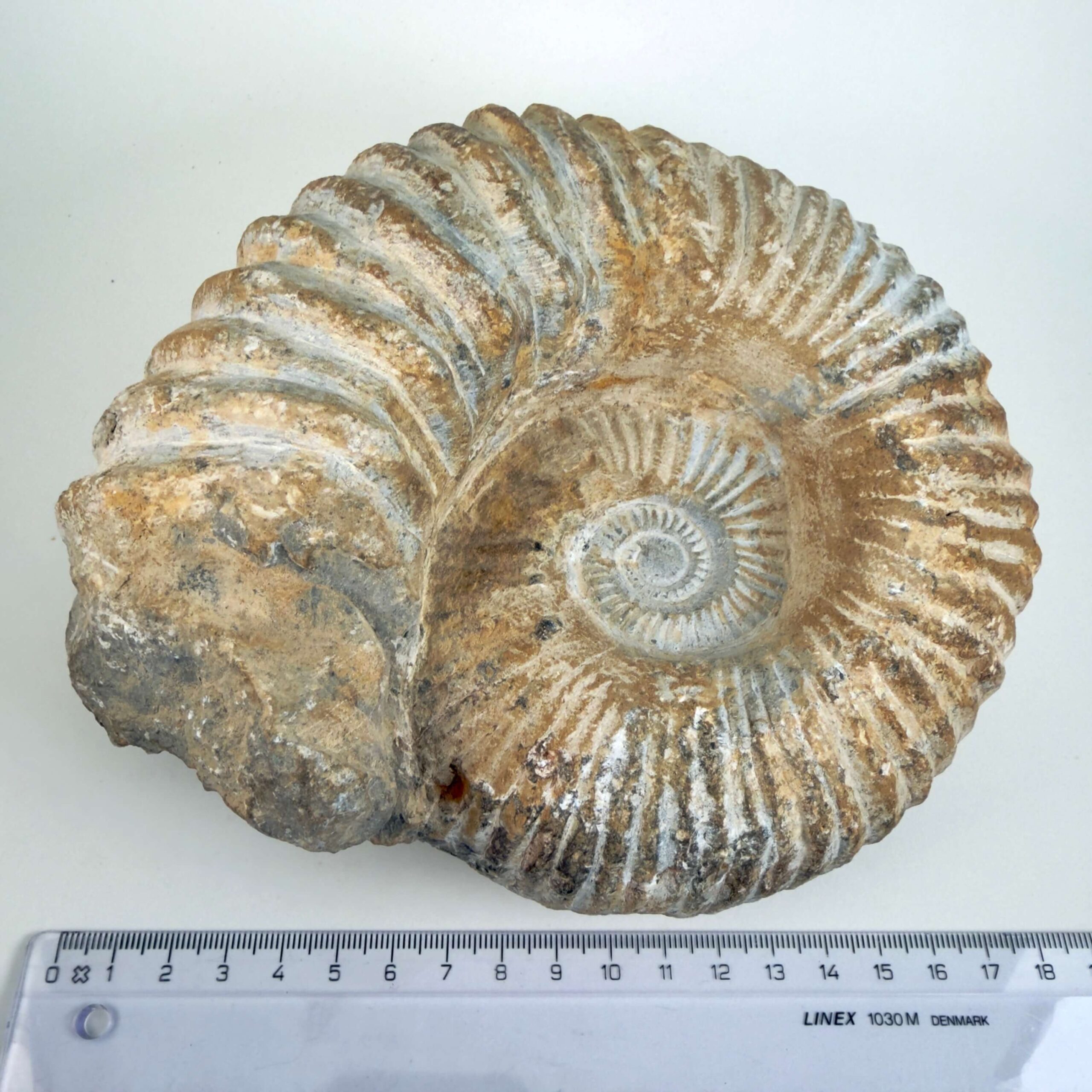 Unikt naturhistorisk Ammonit fossil med rå struktur og individuel form