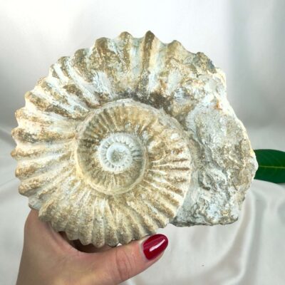 Ammonit Fossil Nr. 66 set forfra med rå overflade og karakteristiske fossile ribber