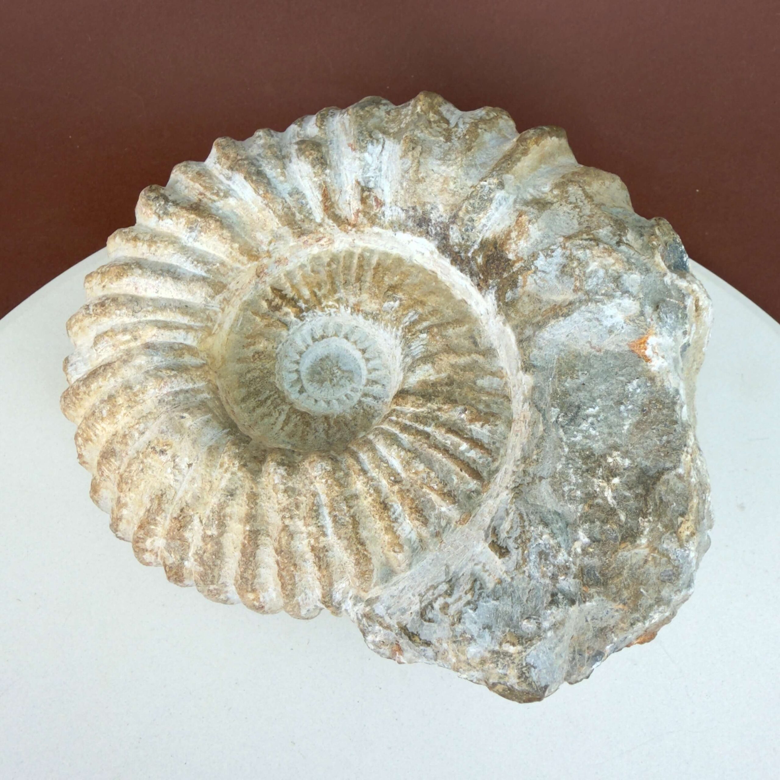 Naturligt Ammonit fossil med bevaret spiralform og uregelmæssig ydre kant