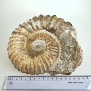 Naturligt Ammonit fossil med bevaret spiralform og uregelmæssig ydre kant