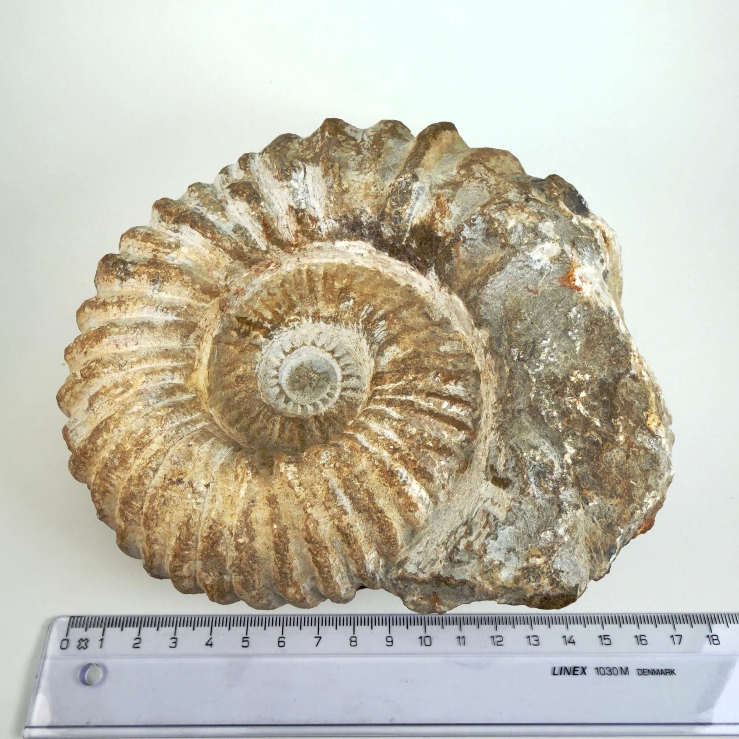 Naturligt Ammonit fossil med bevaret spiralform og uregelmæssig ydre kant