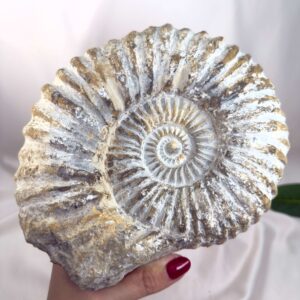 Ammonit Fossil Nr. 67 set forfra med naturlig fossil spiral og ribbet struktur