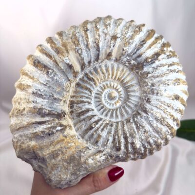 Ammonit Fossil Nr. 67 set forfra med naturlig fossil spiral og ribbet struktur