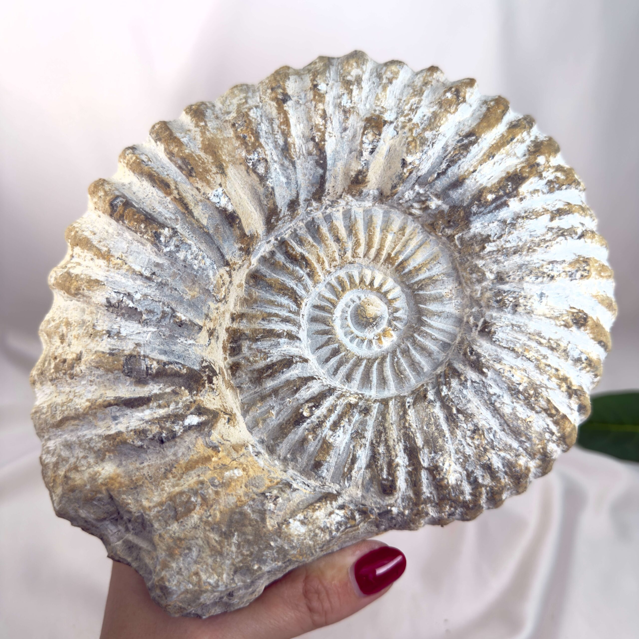 Ammonit Fossil Nr. 67 set forfra med naturlig fossil spiral og ribbet struktur