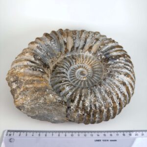 Unikt råt Ammonit fossil med bevaret skalform og individuel overflade