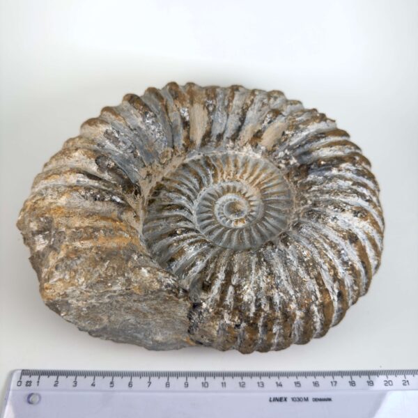 Unikt råt Ammonit fossil med bevaret skalform og individuel overflade